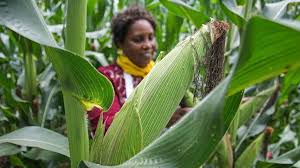 Maize2 Maize2