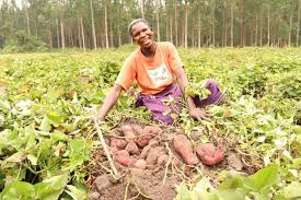 Sweet potatoes2 Sweet potatoes2