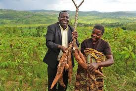 cassava cassava